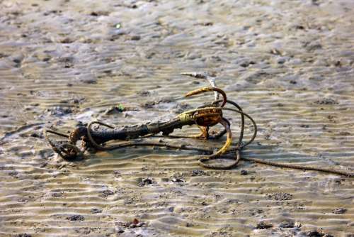 Anchor Sand Sea Low Tide