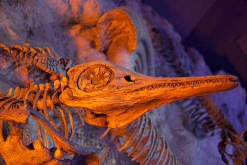 Ancient Animal Archeology Bone Dead Dinosaur