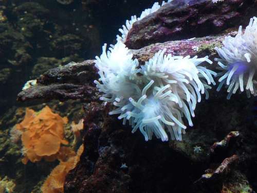 Anemone Sea Anemone Underwater Water Sea Creature
