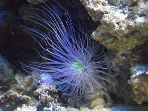 Anemone Sea Anemone Underwater Creature Ocean