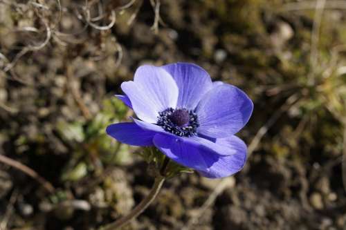 Anemone Crown Anemone Hahnenfußgewächs Ranunculaceae