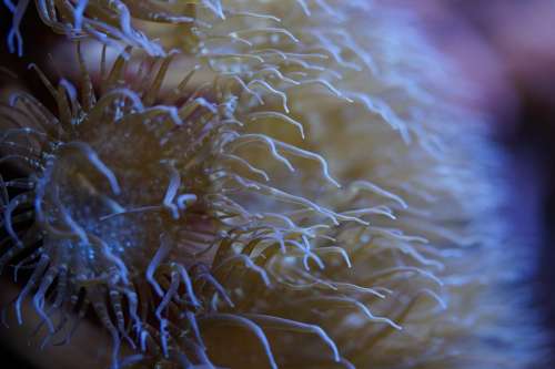 Anemone Tentacle Underwater World Underwater Sea