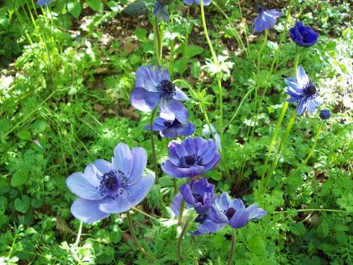 Anemone Flower Purple Blue Flora Petals