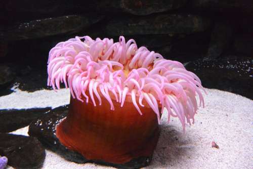 Anemone Aquarium Animal Pink Submarine Ocean