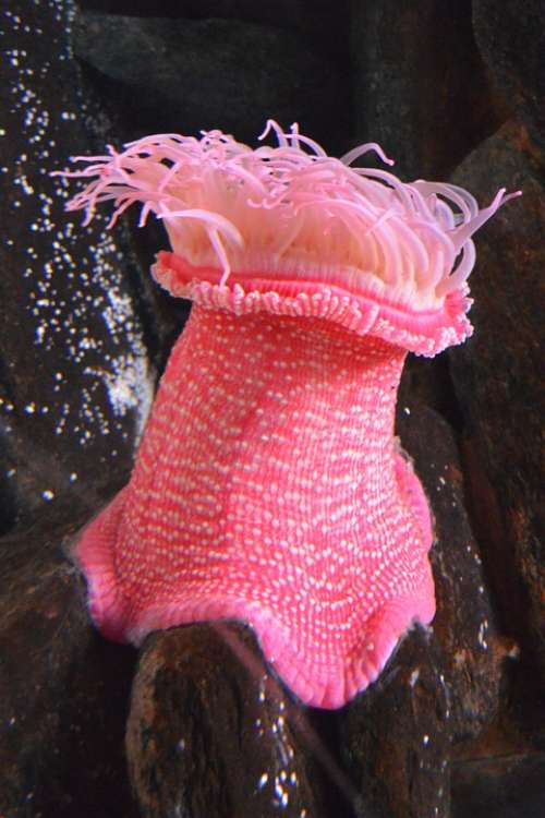 Anemone Aquarium Animal Pink Submarine Ocean
