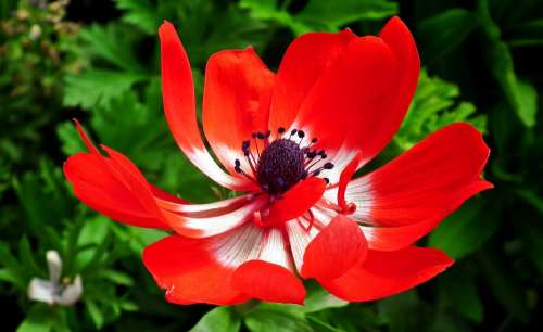 Anemone Red Flower Summer Garden Macro Nature