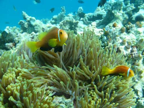 Anemone Maldives Water Ocean Fish Reef