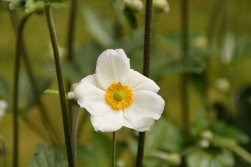 Anemone White Close Up Plant Blossom Bloom Summer