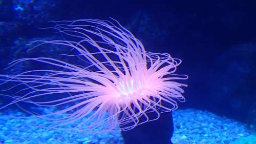 Anemone Sea Sea Creatures Ocean Creature Animal