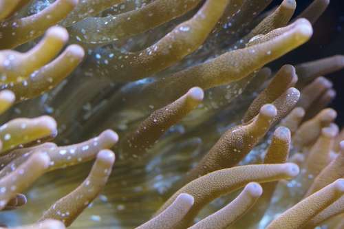 Anemone Sea Anemone Coral Macro Close Up Structure