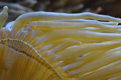 Anemone Sea Anemone Underwater Sea Aquarium