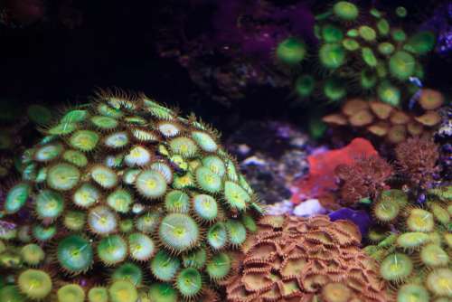 Anemone Animal Colony Colorful Coral Flower Green