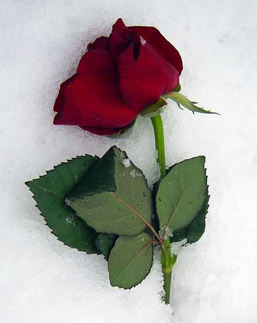 Anemone Blanda Roses Red Snow Ice Winter
