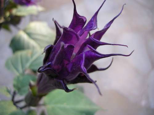 Angel Trumpet Blossom Bloom Datura Plant Purple