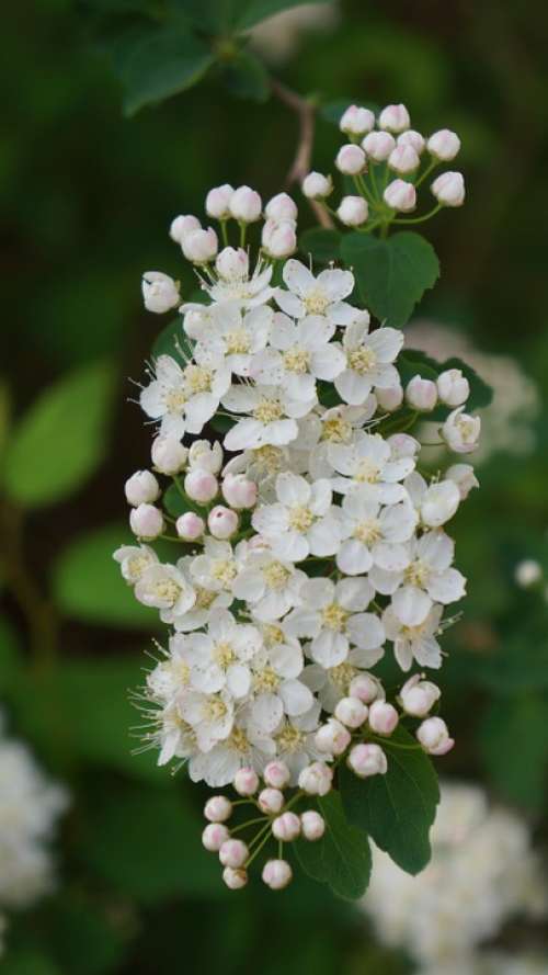 Angervo White Blossom Buds Flower Bush