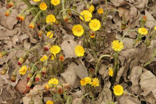 Angiosperms Coltsfoot Edge Flowers River Water