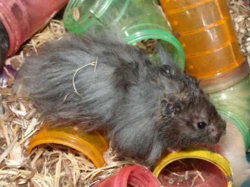 Angora Hamster Black Rodent Vertebrate Zoology
