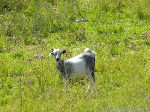Animal Nature Goat Pasture