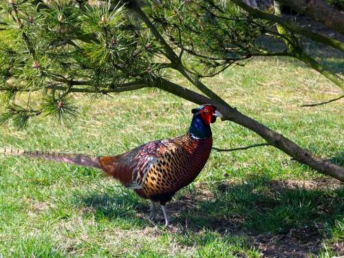 Animal Pheasant Nature Plumage Feather Colorful