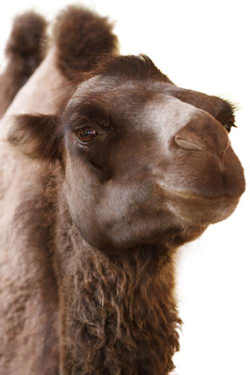 Animal Brown Camel Desert Dromedary Fur Hump