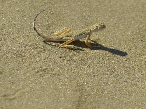 Animal Lizard Disguised Sand Reptile