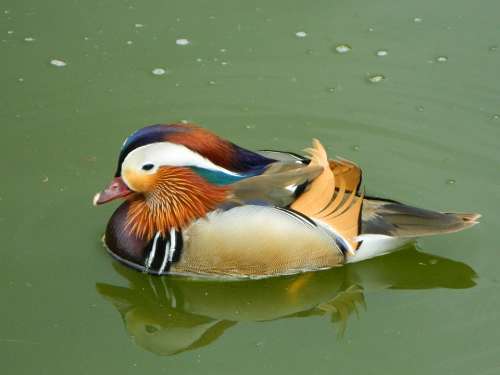 Animal Duck Bird Cute Swimming Coloured Sea
