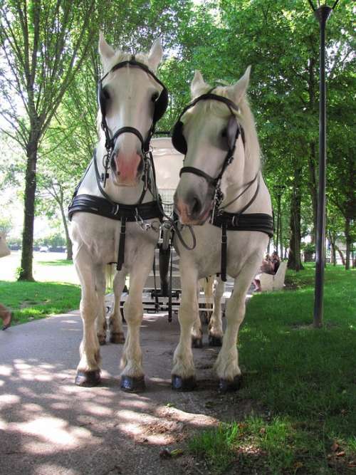 Animal Animals Horse Horses Boulogne White Rare