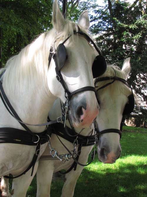 Animal Animals Horse Horses Boulogne White Rare