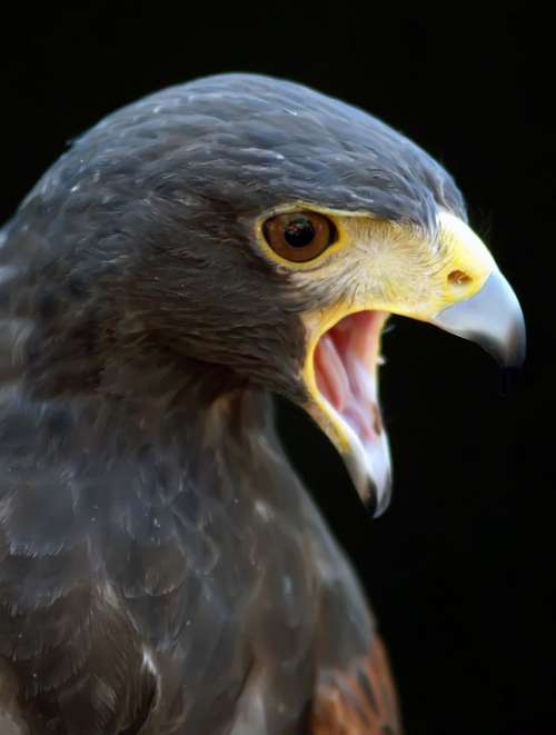 Animal Harris Hawk Hunter Space Action Angry