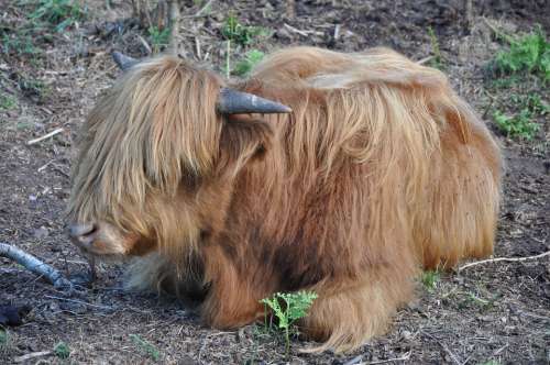 Animal Horns The Mane Coat