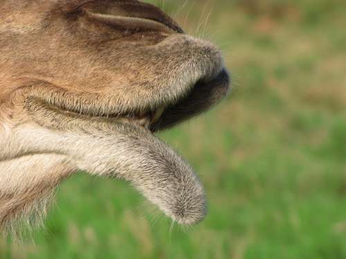 Animal Camel Mouth Lip Mammal Detail