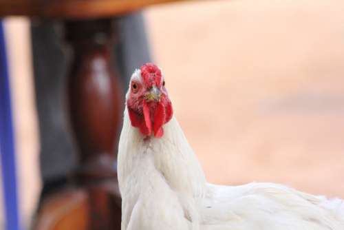 Animal Chicken Africa Bird Nature Poultry Farm