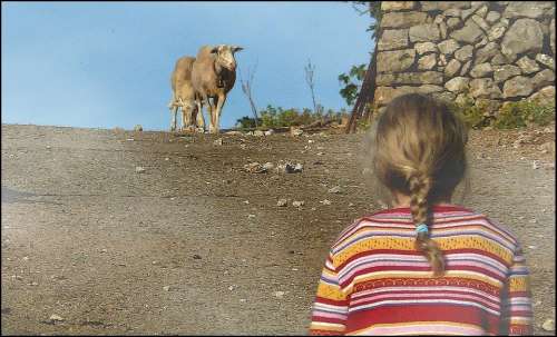 Animal Animals Sheep Steinig Two Girl Child