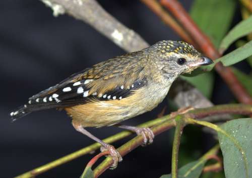 Animal Birds Pardalote Spotted Australia