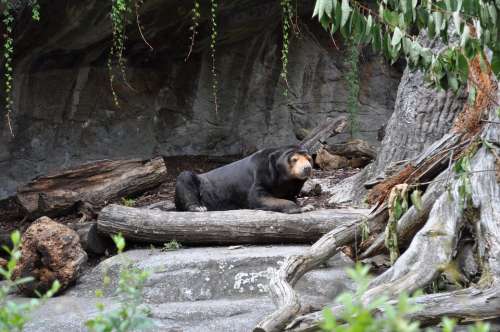 Animal Bear Black Bear Zoo