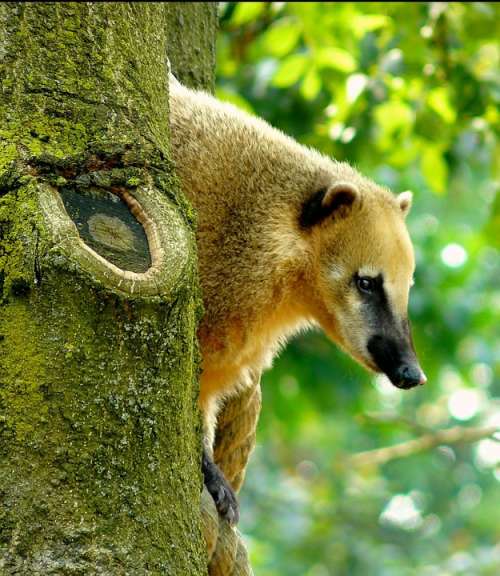 Animal Nature Animals Bear Fur Animal World Tree