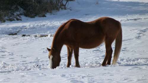 Animal Horse Winter Snow Eye Snowy Mountain Alps
