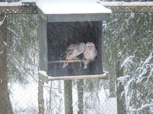 Animal Zoo Owl Bird Snow