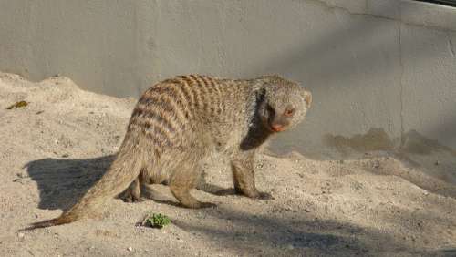 Animal Mammal Civets Mongoose Predator Hunter