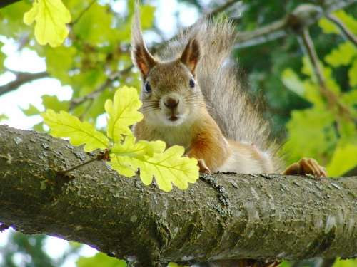Animal Small Hairy Squirrel Tree