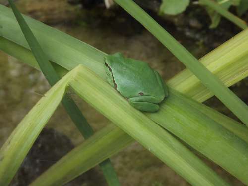 Animal Nature Frog Animal World Amphibians Frogs