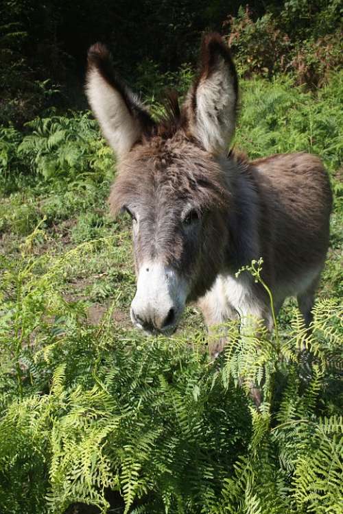 Animal Donkey Head Ears Young