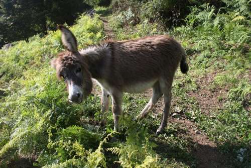 Animal Donkey Young Beige Grey