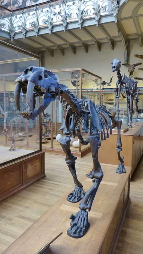 Animal Urtier Tiger Saber-Toothed Tiger Skeleton