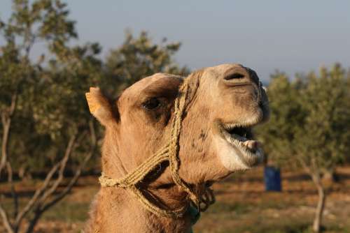 Animal Camel Close-Up