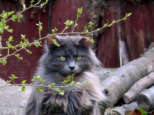 Animal Cat Feline Long Haired Attitude