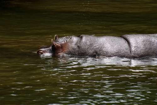 Animal Hippopotamus Animals Fauna