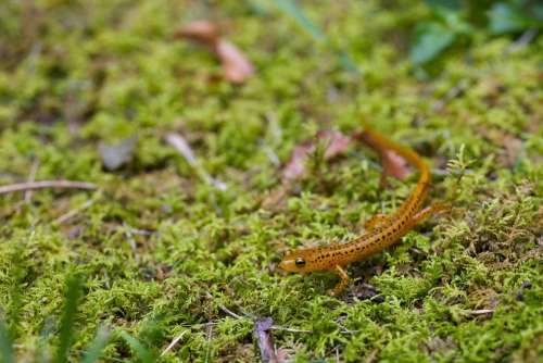 Animal Amphibian Salamander Longtail Longicauda