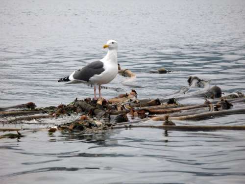 Animal Bird Seagull Ocean Water Nature Natural