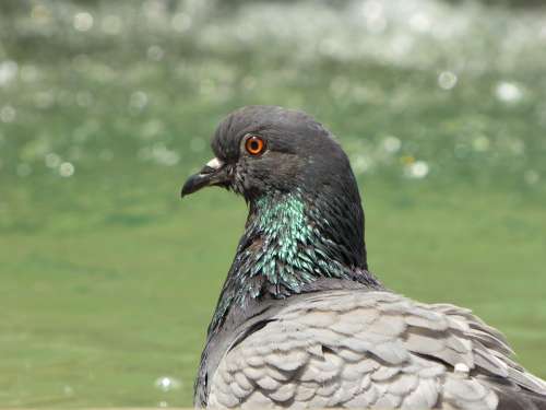 Animal Bird Nature Pigeon